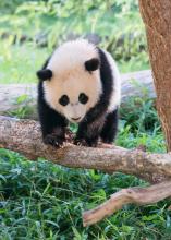 Bao Bao 