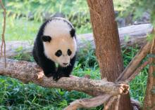 As a cub, Bao Bao seemed to enjoy climbing the trees in her enclosure.