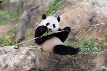 Giant panda cub Bao Bao sits on a rock eating a piece of bamboo