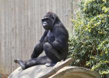 Western lowland gorilla Calaya in the Great Ape House outdoor habitat. 