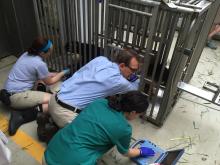 A giant panda lays in a training chute while veterinarians perform an ultrasound and review the images on a laptop