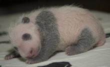 Giant panda cub Bei Bei asleep on a table; he has only a light layer of fur and his markings are visible