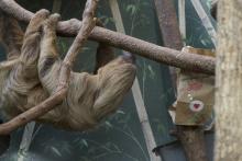 Two-toed sloth Ms Chips