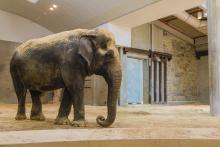 Asian elephant Ambika at the Smithsonian's National Zoo's Elephant Trails habitat in 2016.