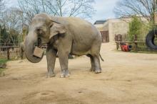 Asian elephant Bozie interacting with enrichment