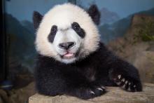 Giant panda cub Bei Bei stands with his front paws on a rock
