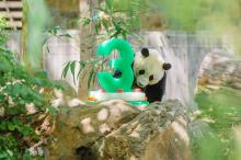 Bao Bao Third Birthday