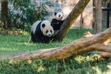 Giant panda Mei Xiang stands in the grass beside her cub as it climbs a log in a grassy yrad