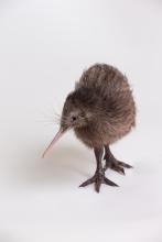 Kiwi chick