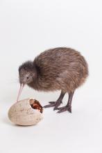 Kiwi chick