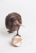 Kiwi chick 