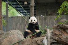 Bao Bao in her yard eating bamboo
