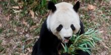 Tian Tian Eating Bamboo