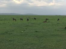 Herd of Wildebeests