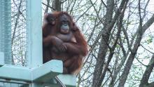 Batang and Redd on the O-Line tower. 