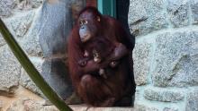 Batang holding Redd at Think Tank. 