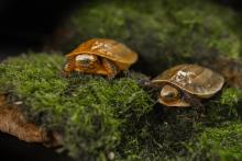 Two newly hatched Bourret’s box turtles sitting on moss