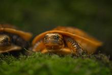 A newly hatched Bourret’s box turtles sitting on moss