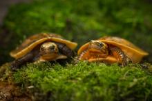 Two newly hatched Bourret’s box turtles sitting on moss