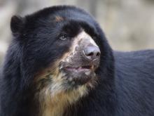 Andean bear Bouba