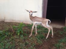 Dama gazelle calf 