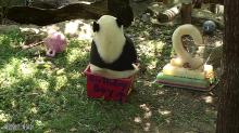 Bei Bei sitting in a birthday-themed enrichment box. 