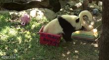 Bei Bei sitting in a birthday-themed enrichment box eating his cake. 