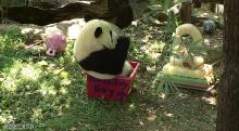 Bei Bei sitting in a birthday-themed enrichment box eating his cake. 