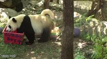 Bei Bei with his birthday-themed enrichment box. 