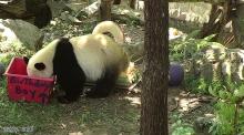 Bei Bei with his birthday-themed enrichment box. 