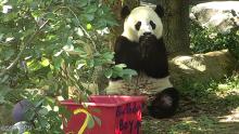 Bei Bei eating his birthday cake. 