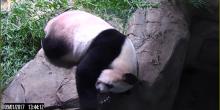 Mei Xiang sleeping inside the panda house Mei Xiang sleeping