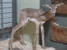 Dama gazelle calf born Aug. 30, 2017. 