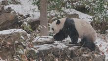 Bei Bei in the snow