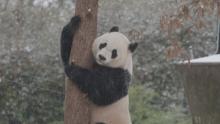 Bei Bei climbing a tree in the snow