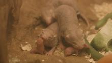 Naked mole-rat pups 