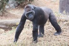 Western lowland gorilla Calaya explores her outdoor habitat. 