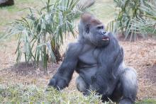 Western lowland gorilla Baraka eats in his outdoor habitat. 