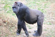 Pregnant western lowland gorilla Calaya. 