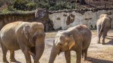 From Left: Asian elephants Shanthi, Swarna and Bozie at the Elephant Trails exhibit. 