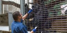 Western lowland gorilla Calaya participates in an ultrasound with animal keeper Melba Brown. 