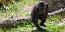 Western lowland gorilla Calaya runs with Moke.
