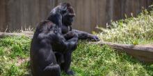 Western lowland gorilla Mandara pats Moke on the head while Calaya supervises.