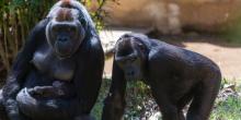 Western lowland gorilla Calaya cradles Moke as Kibibi looks on.