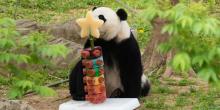 Giant panda Bei Bei with a rainbow ice cake.