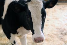 The Kids' Farm's new Holstein calf. 