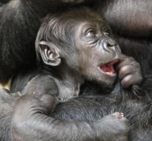 Western lowland gorilla infant Moke at 5 months old.