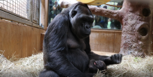 Calaya cradles 7-week-old Moke in the Great Ape House. 
