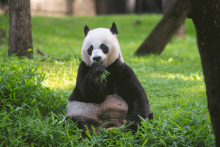 Giant panda Mei Xiang sits in the grass eating bamboo in her outdoor habitat at the Smithsonian's National Zoo
