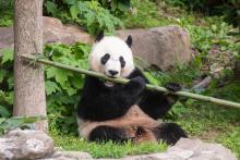 Giant panda Bei Bei munches on a stalk of bamboo.